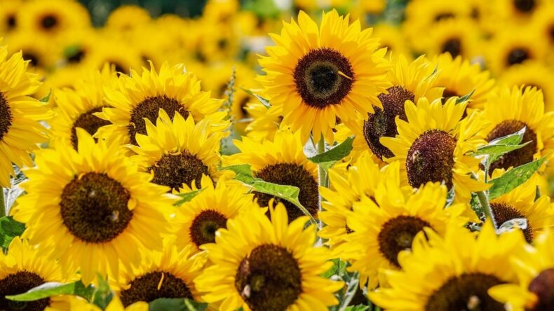 Tournesol