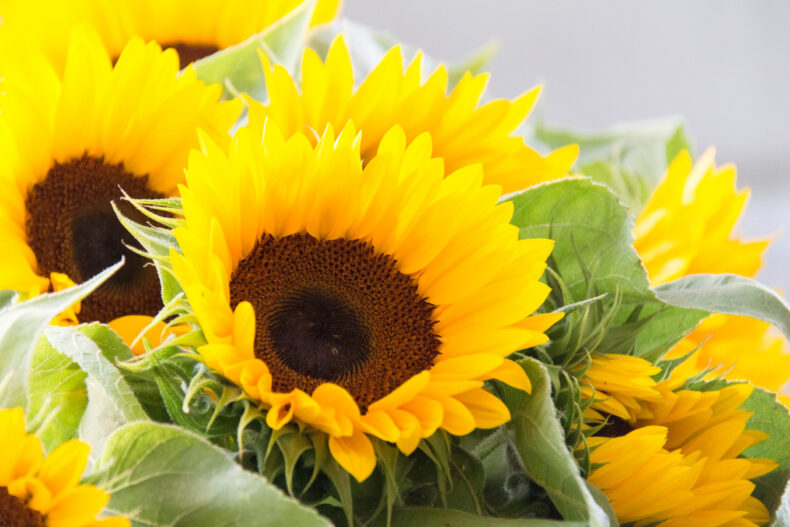 Tournesols