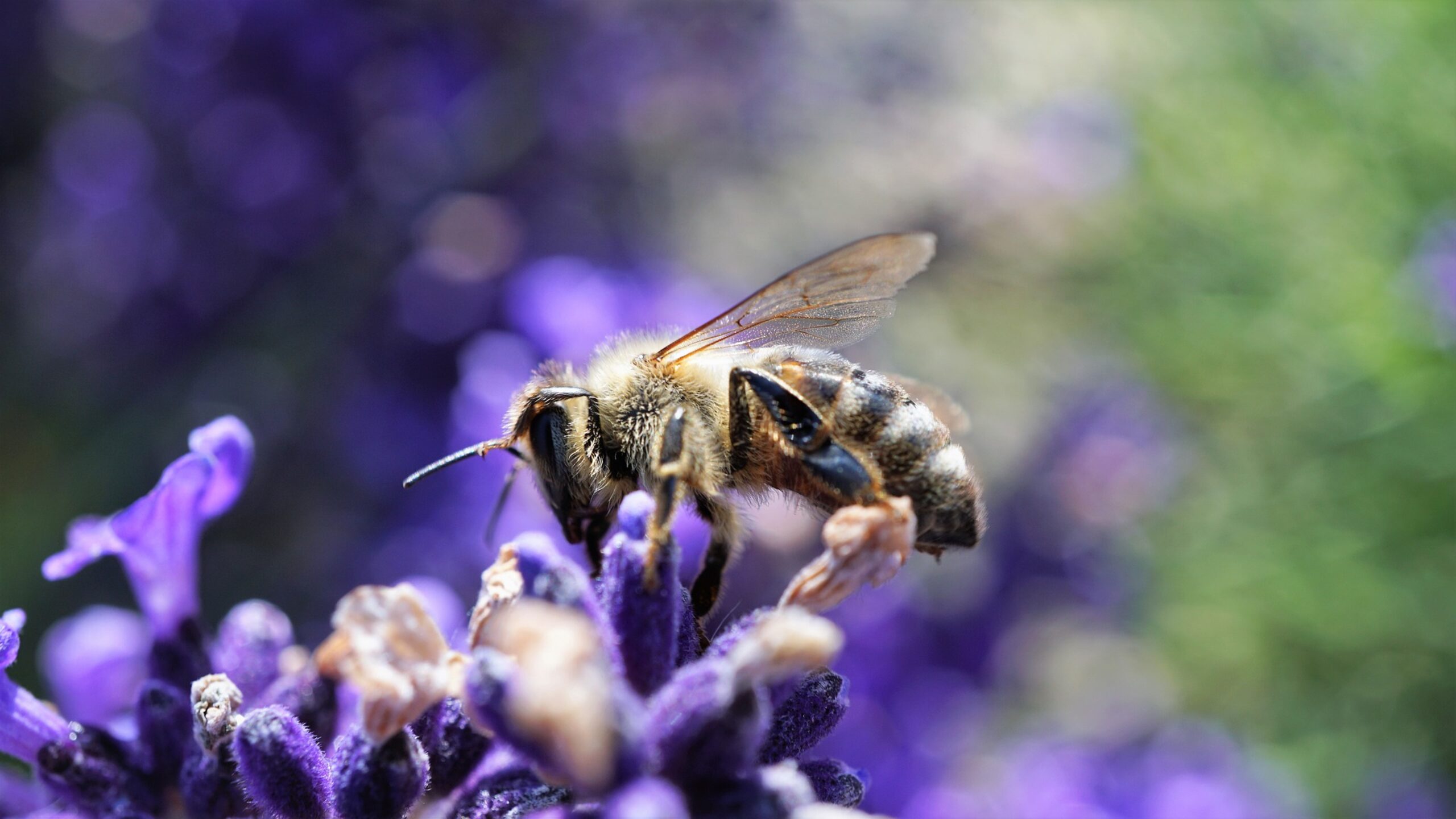 abeille