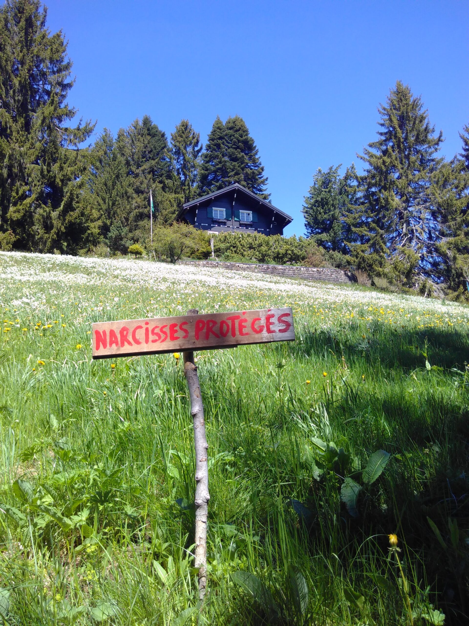 Champ de narcisses, Pléiades